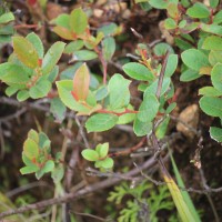 Gaultheria fragrantissima Wall.